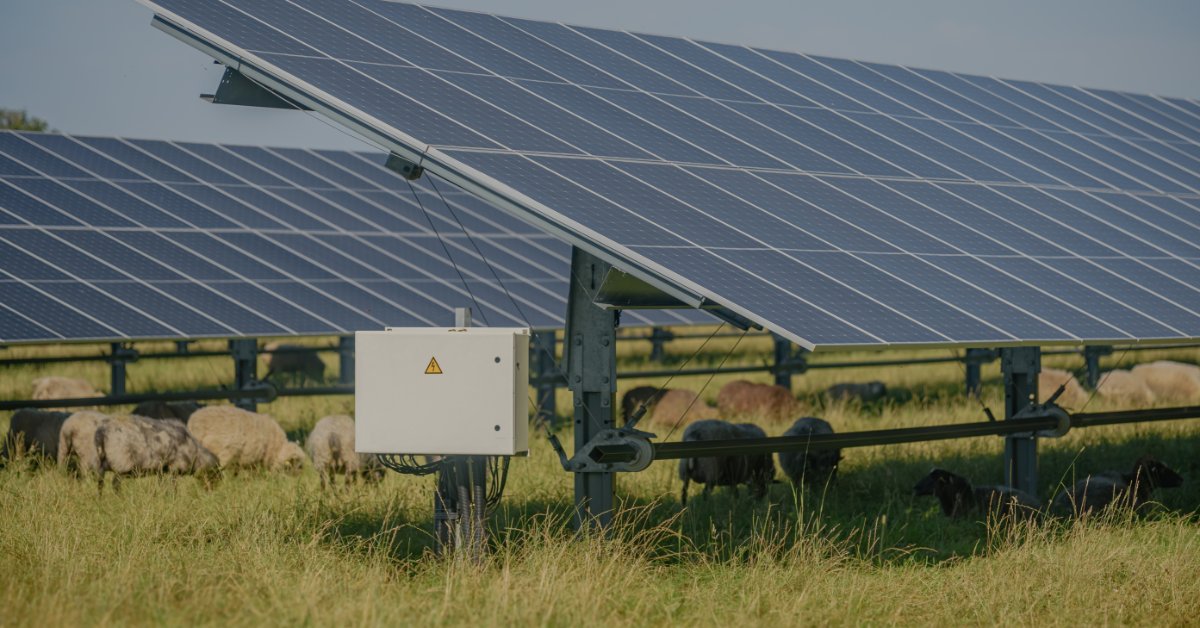 A white electrical box mounted under solar panels in a grassy field with sheep grazing beneath the structures.