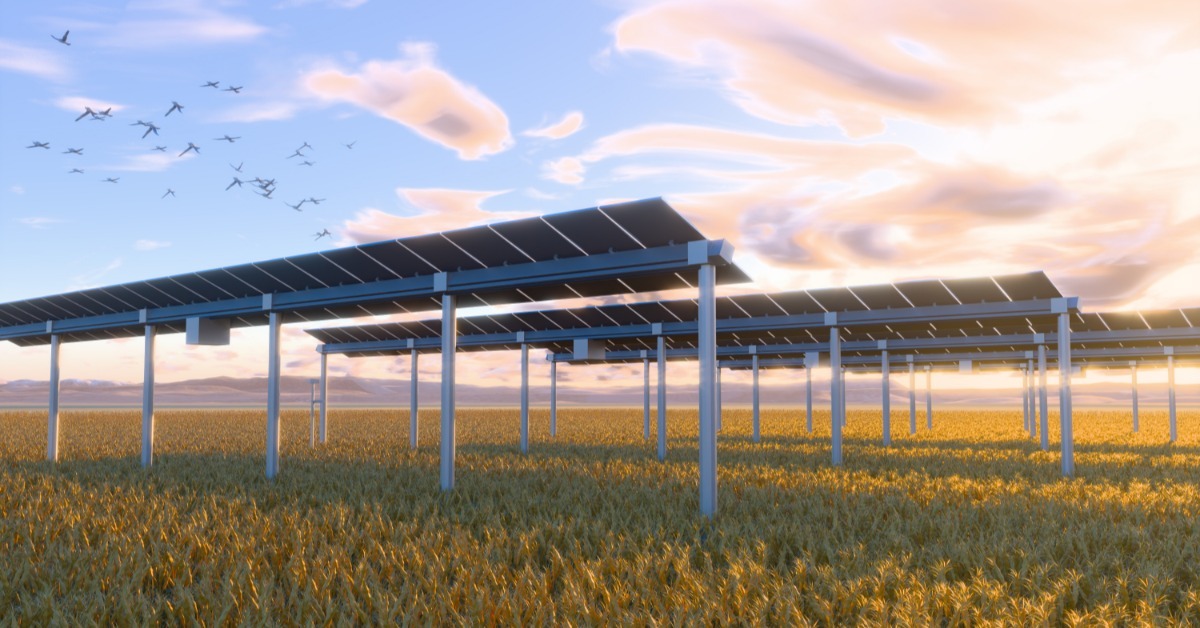 Rows of elevated solar panels standing above a golden wheat field beneath pink clouds, with birds flying across the sky.