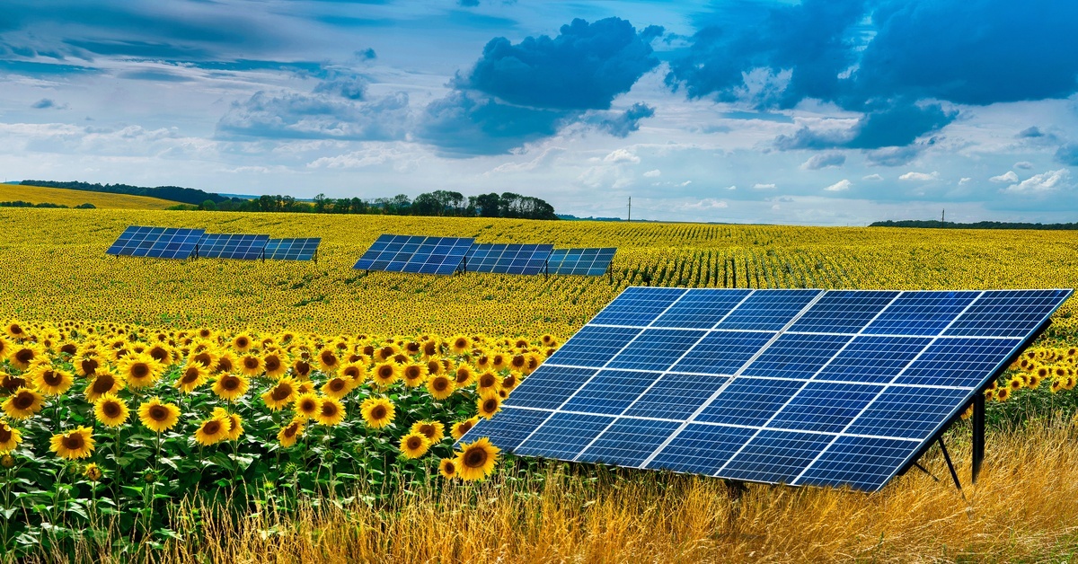 A series of solar panels is set up in a large sunflower field under a cloudy sky. Each panel lays at an angle.