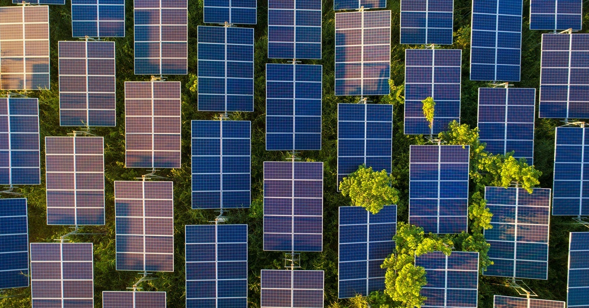 A solar farm with solar panels set up in large rows. Some trees and bushes are growing past the panels.